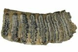 Partial, Fossil Stegodon Molar - Indonesia #149728-1